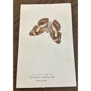 Antiq REAL Butterfly Pantoporia Opalin Latin Nawa Entomology Japan 1910 Postcard